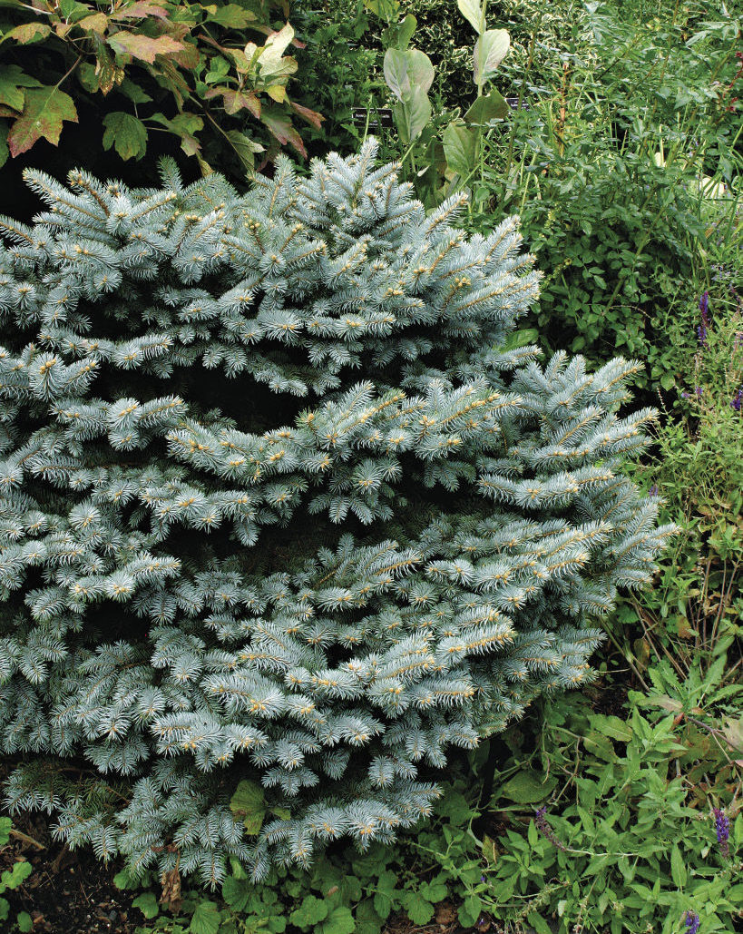 Globe Blue Spruce