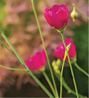 Fringed Poppy Mallow