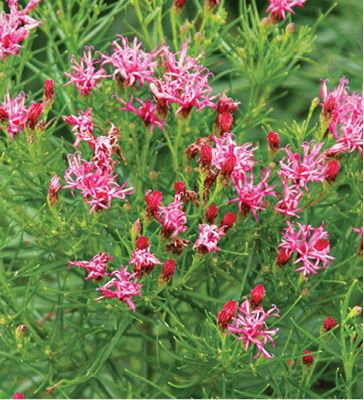 Iron Butterfly Ironweed