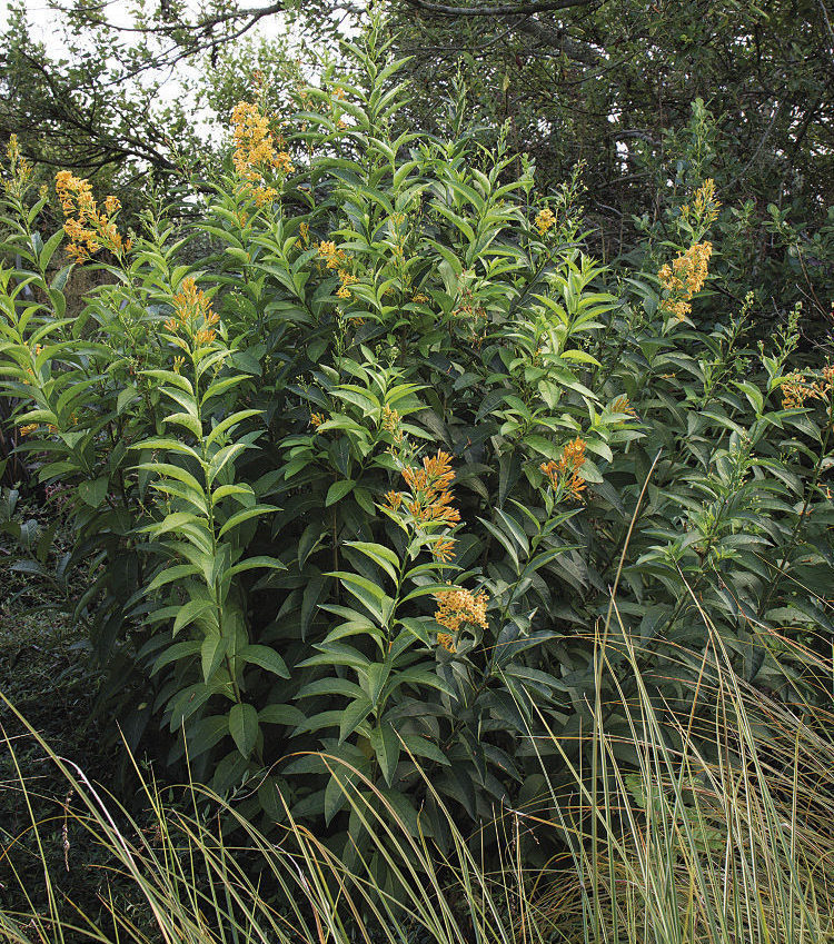 Orange Peel’ Cestrum