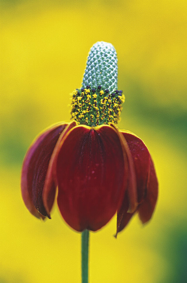 Red Midget Mexican Hat