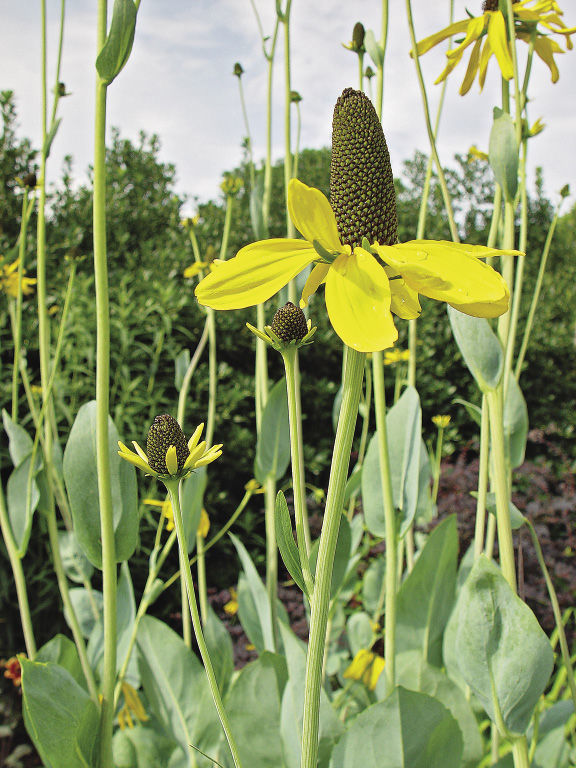 Giant Coneflower