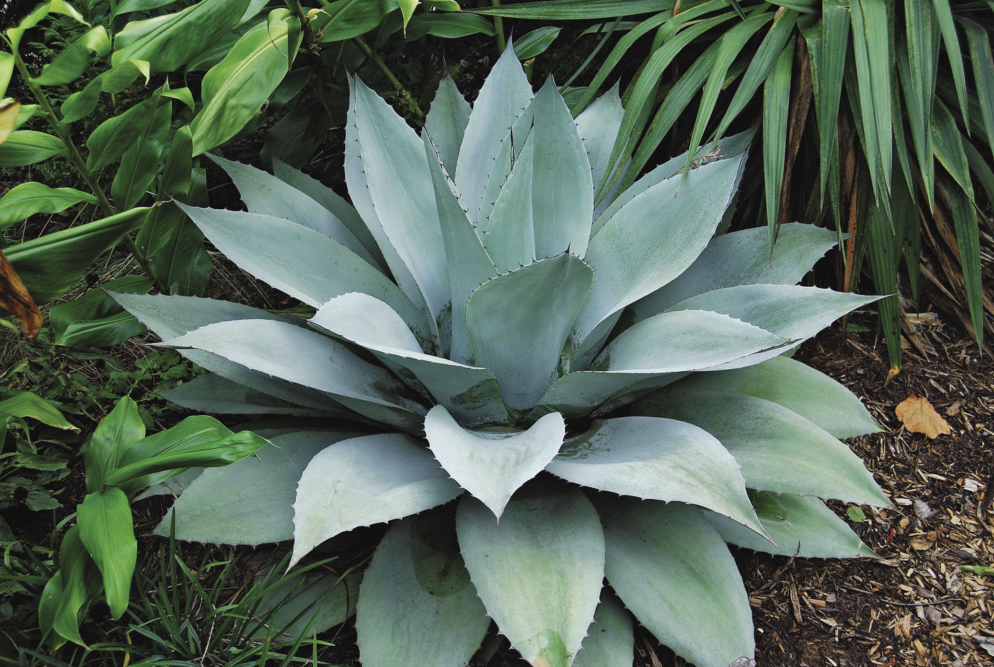 Frosty Blue Whale’s Tongue Agave