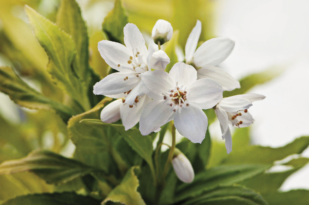 Chardonnay Pearls Slender Deutzia