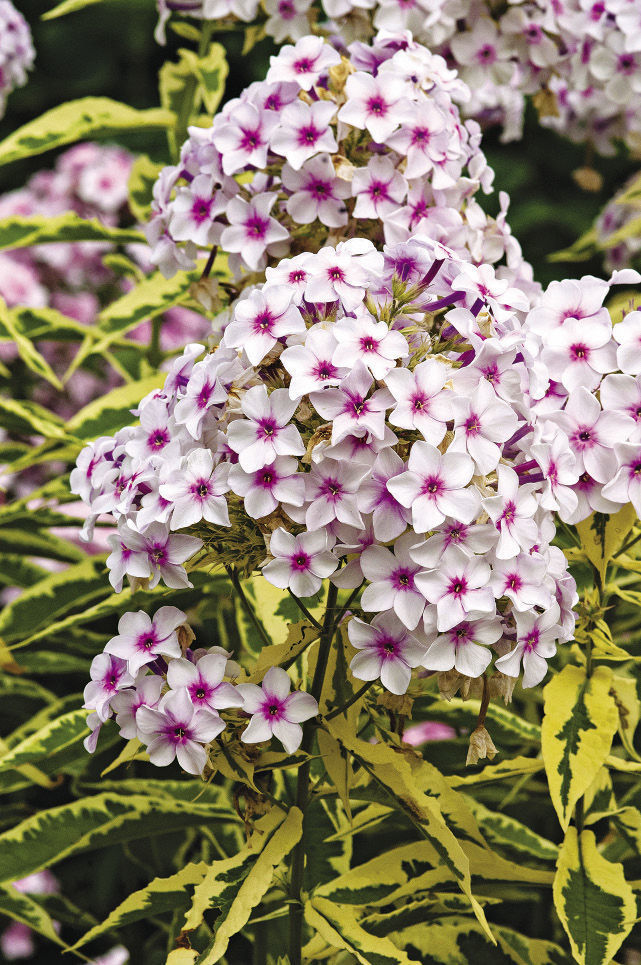 Norah Leigh Garden Phlox