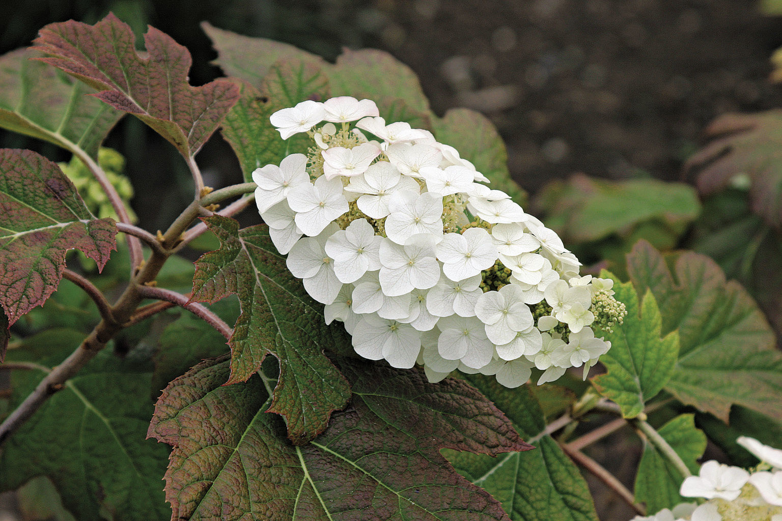 Snow Queen Oakleaf Hydrangea