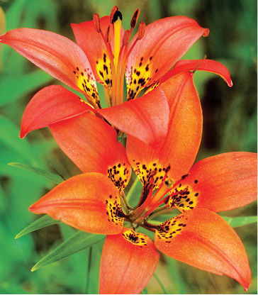 Wood Lily