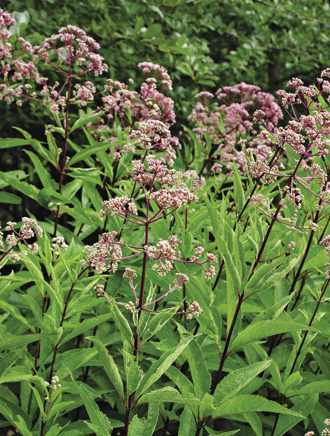 Spotted Joe-Pye Weed