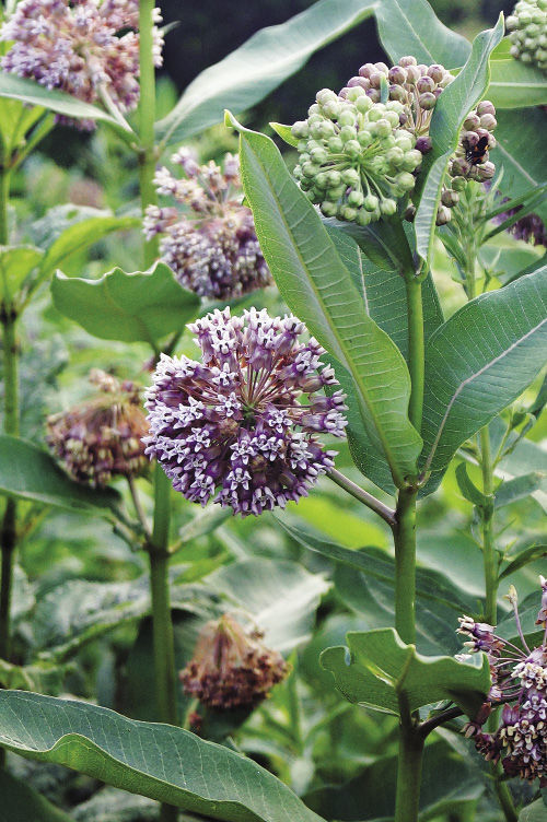 Common Milkweed