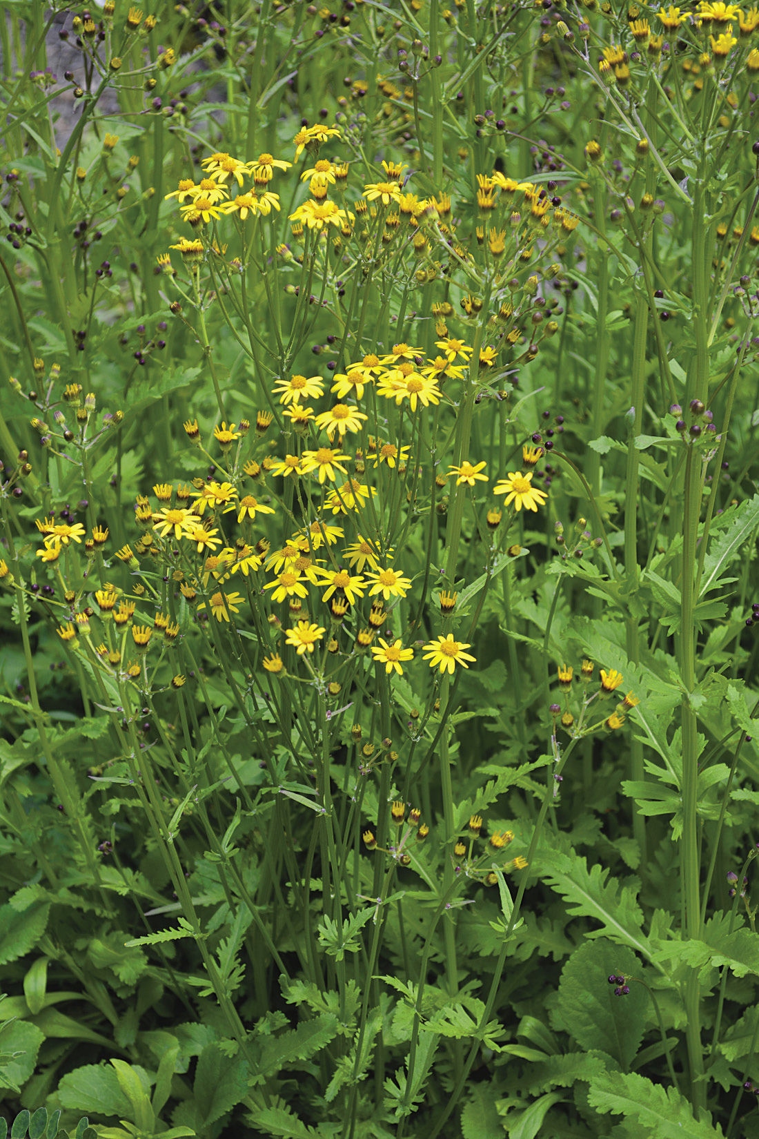 Running Groundsel