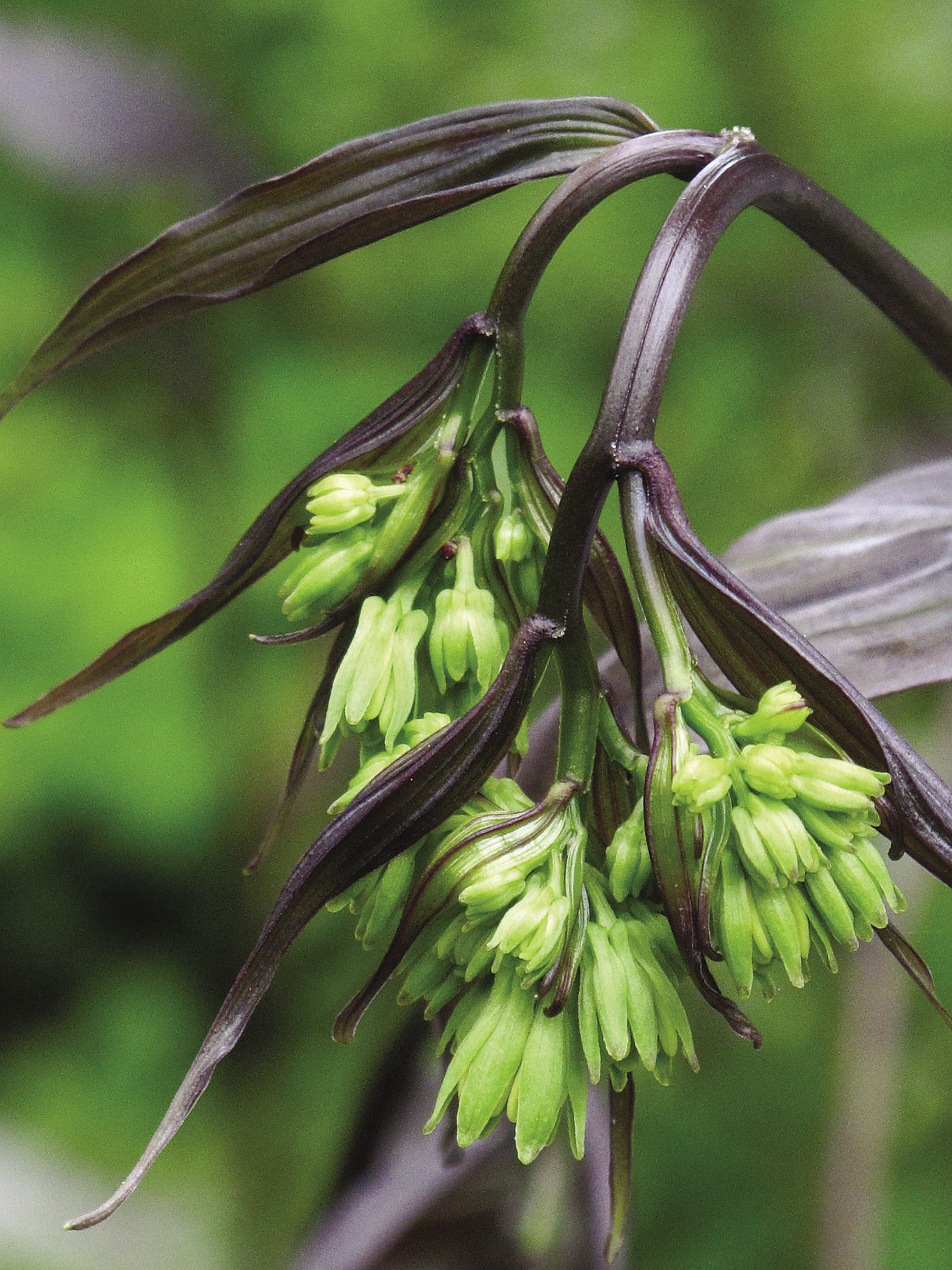 ‘Night Heron’ fairy bells