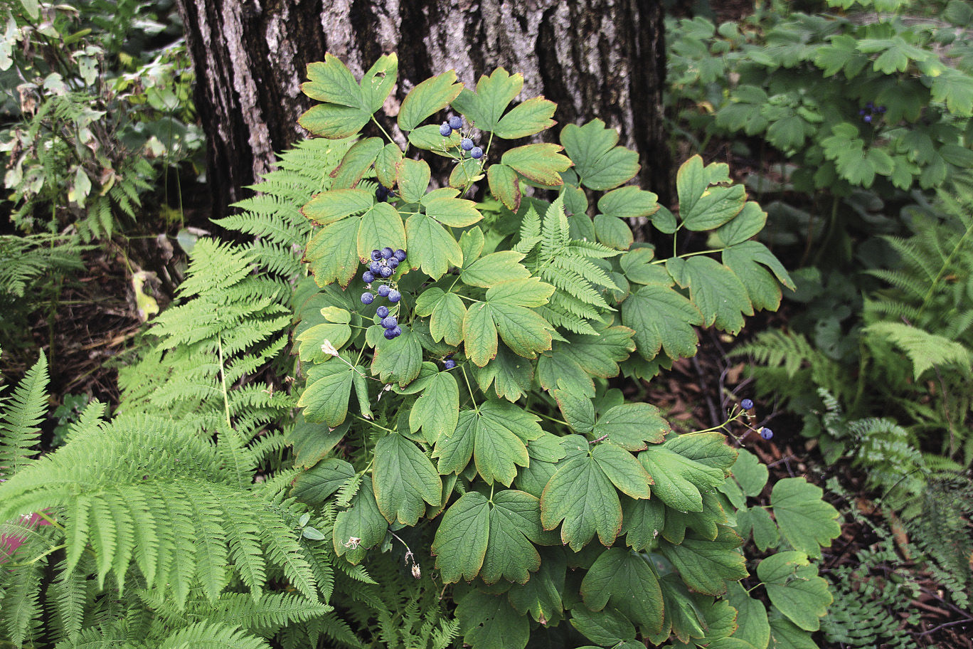 Blue cohosh