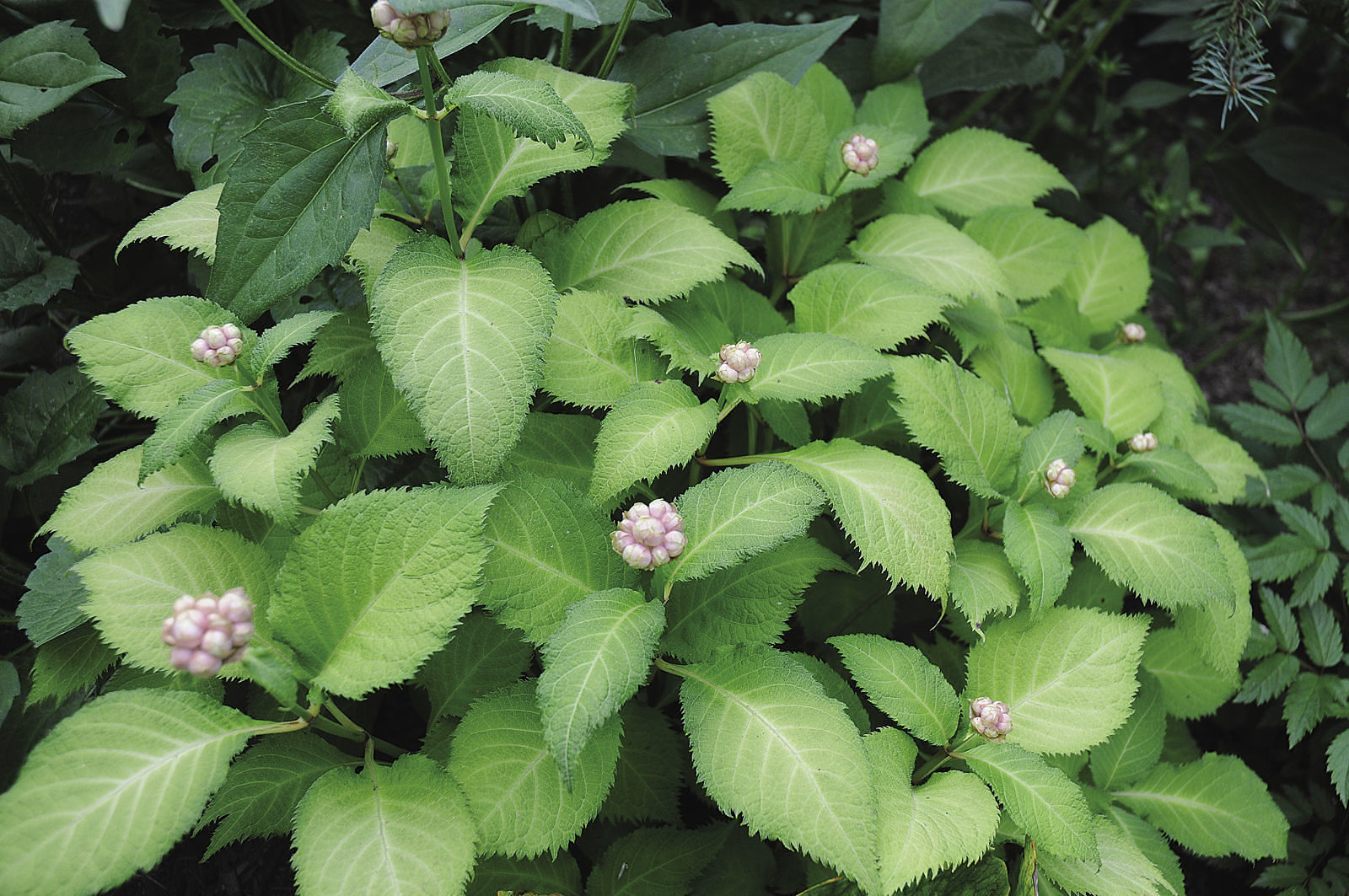 surprising plants for shade