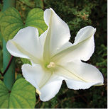 moonflower