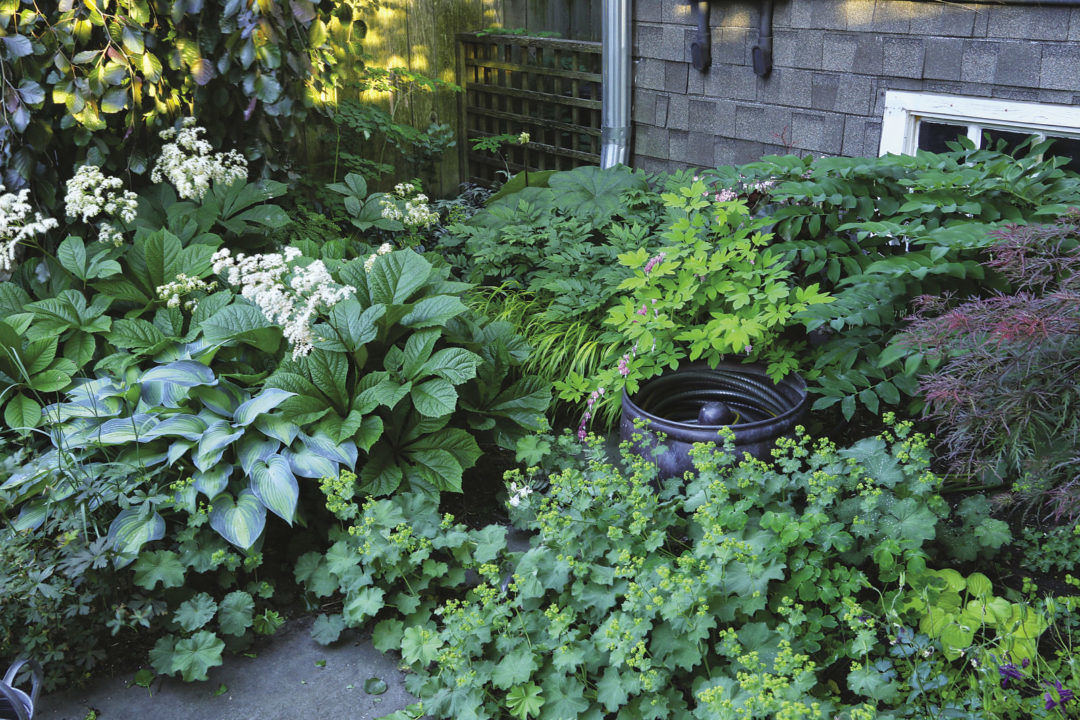 A manageable mass of rodgersia and lady’s mantle is offset by select singular star plants like golden bleeding heart and ‘June’ hosta.