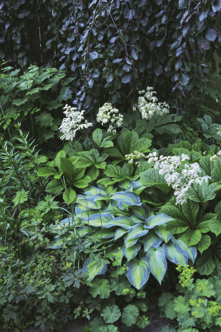 Various perennials grouped together