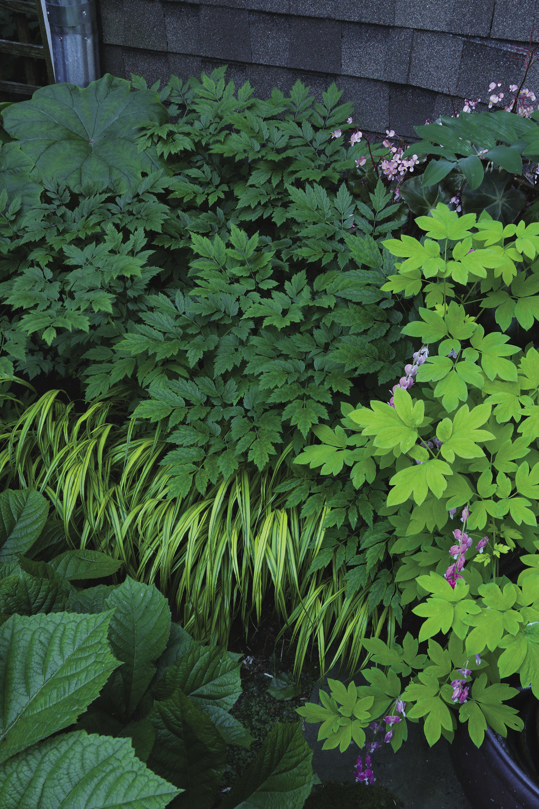 Various perennials grouped together in a mass