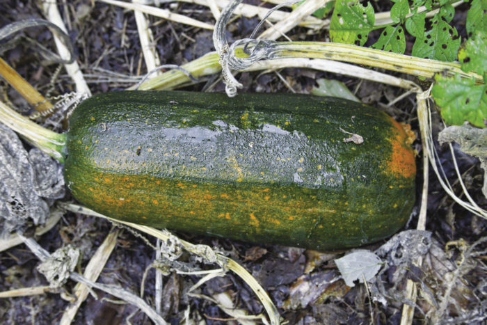 long pie pumpkin