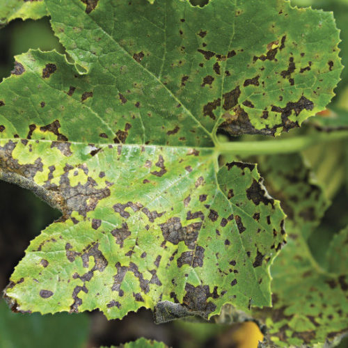 downy mildew