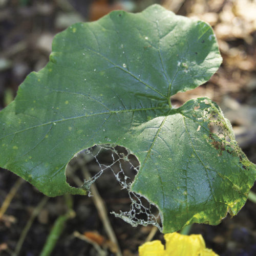 cucumber beetles