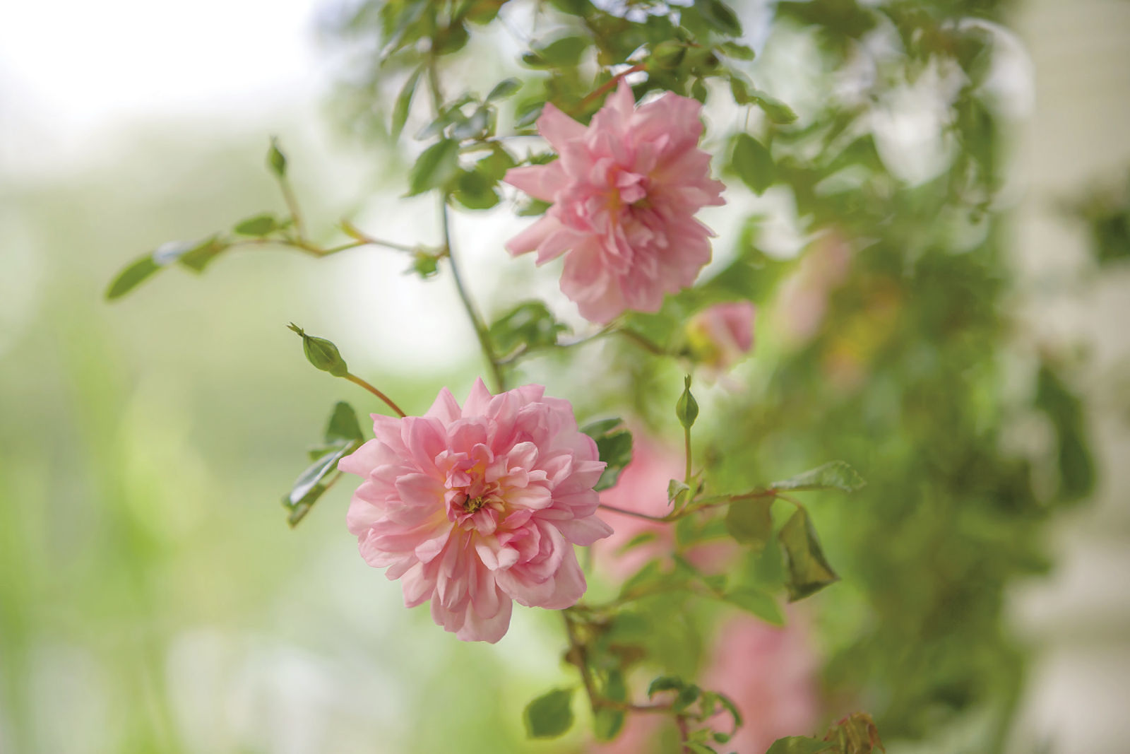 close up of the ‘Francoise Juranville’ rose visually isolating a few key details by using a telephoto lens 