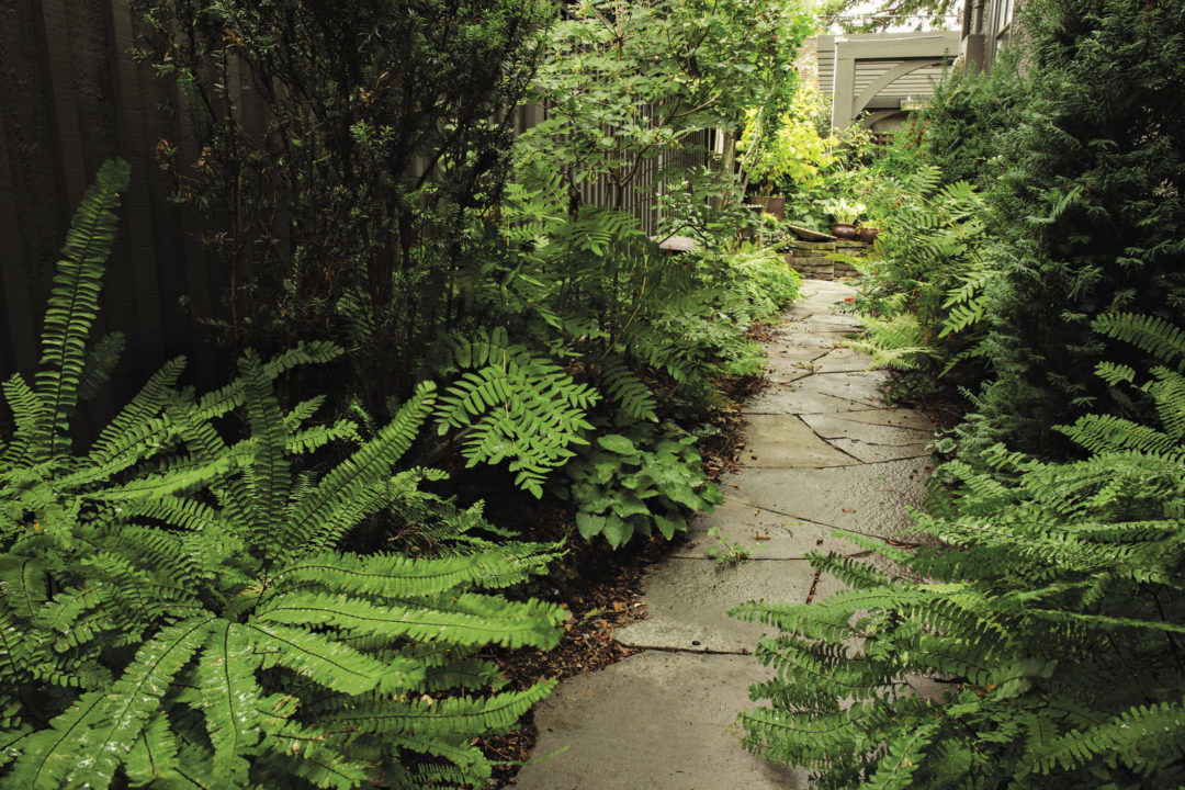 A passageway with vertical shrubs, shade-loving vines, and woodland favorites like ferns.