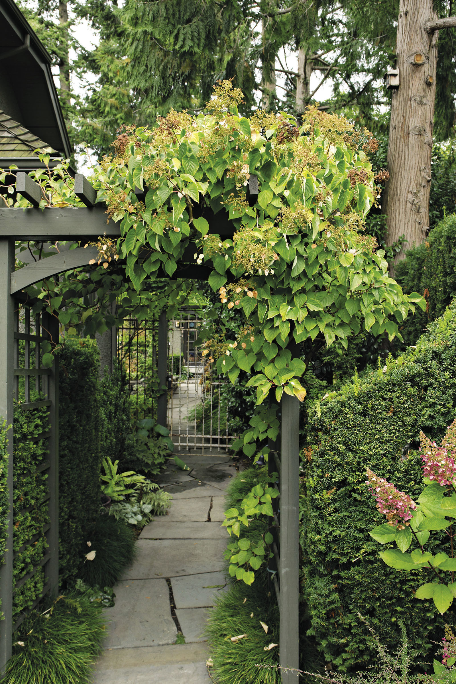 ‘Roseum’ Japanese hydrangea