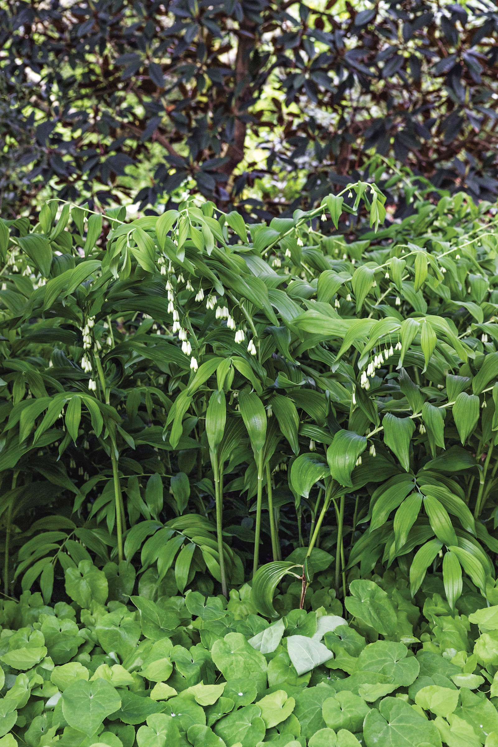 Small Solomon’s seal