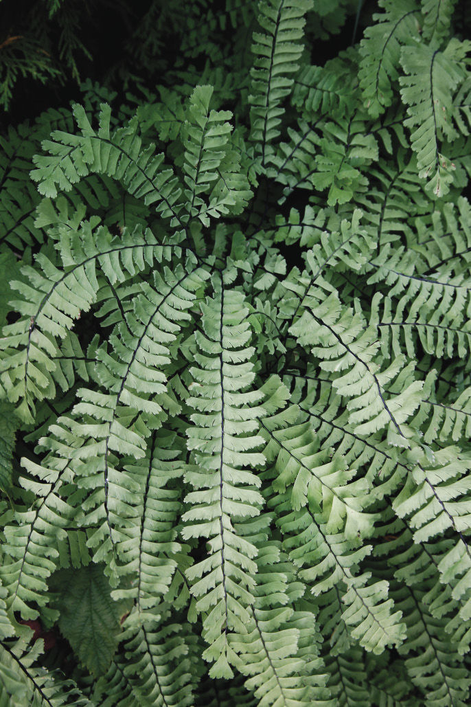 Western maidenhair fern