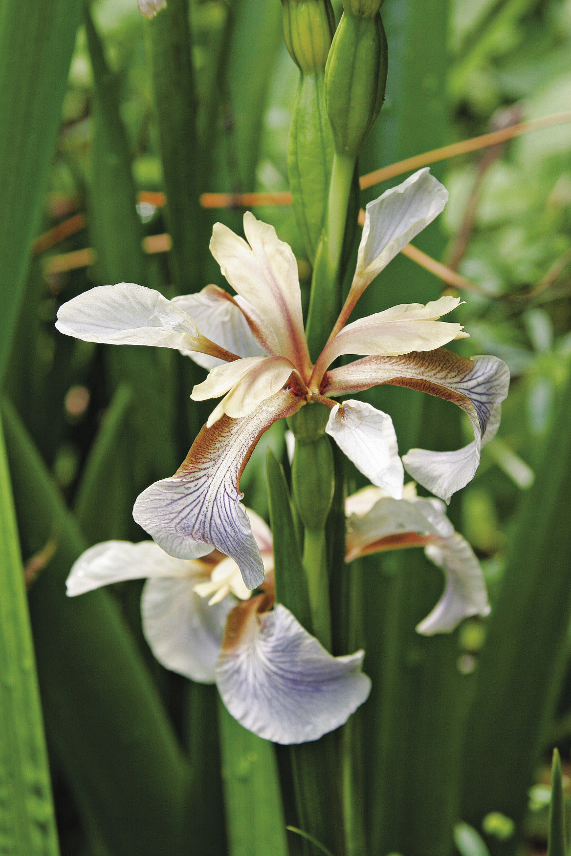 scarlet-berry iris