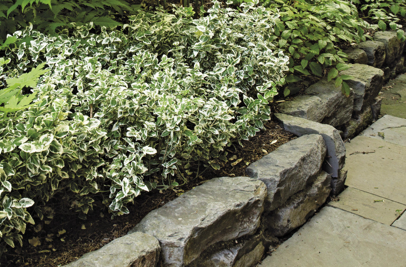 ‘Emerald Gaiety’ wintercreeper