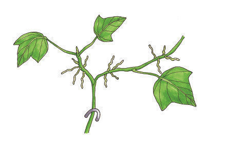 illustration of climber