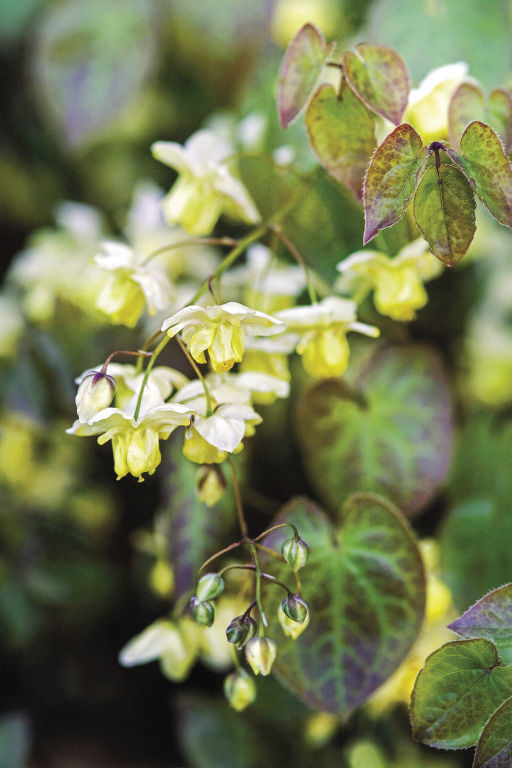 Yellow epimedium