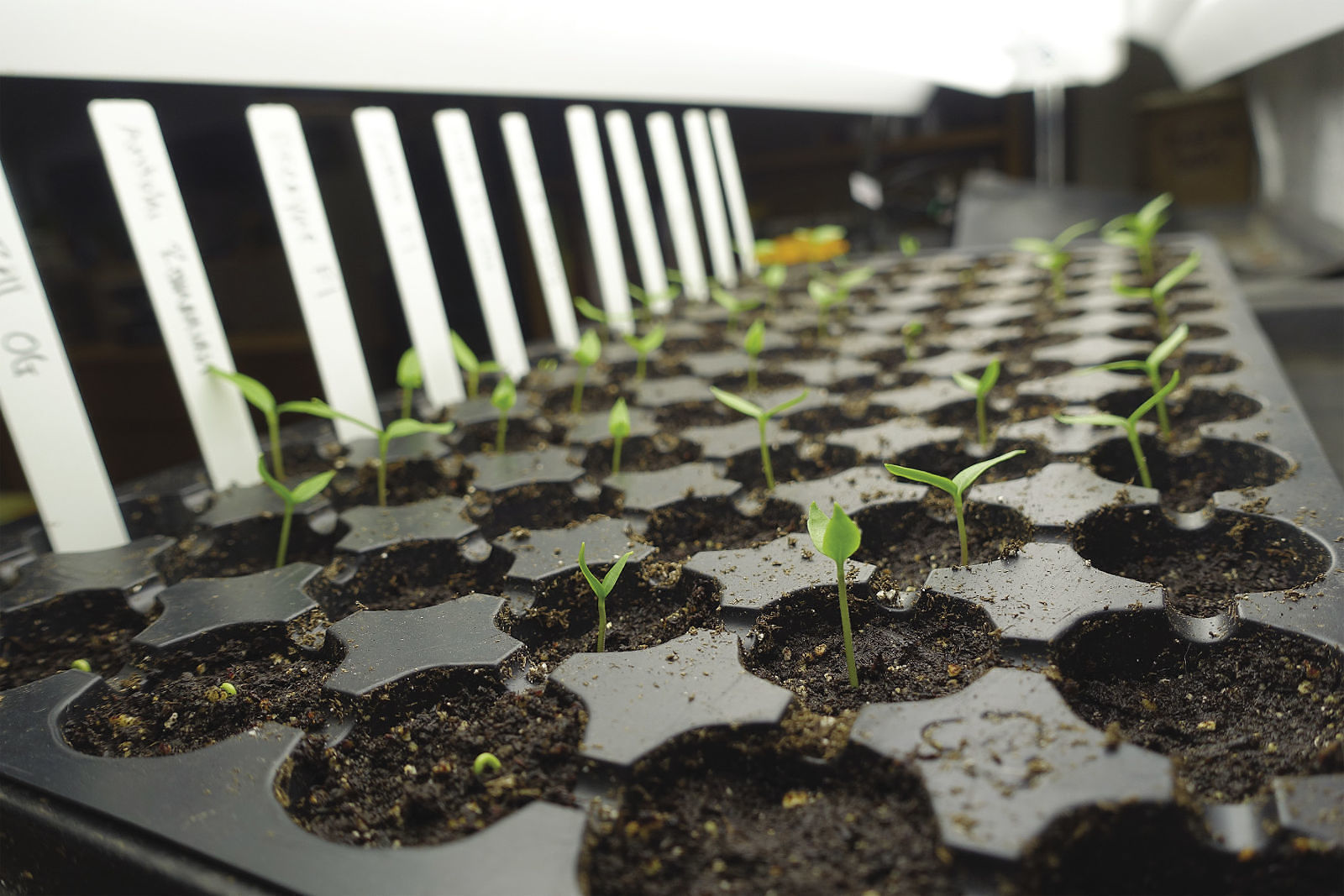 Pepper seedlings starting to grow in flats on a seedling heat mat