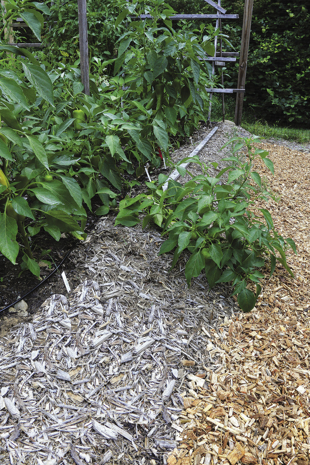 Peppers staked in the garden