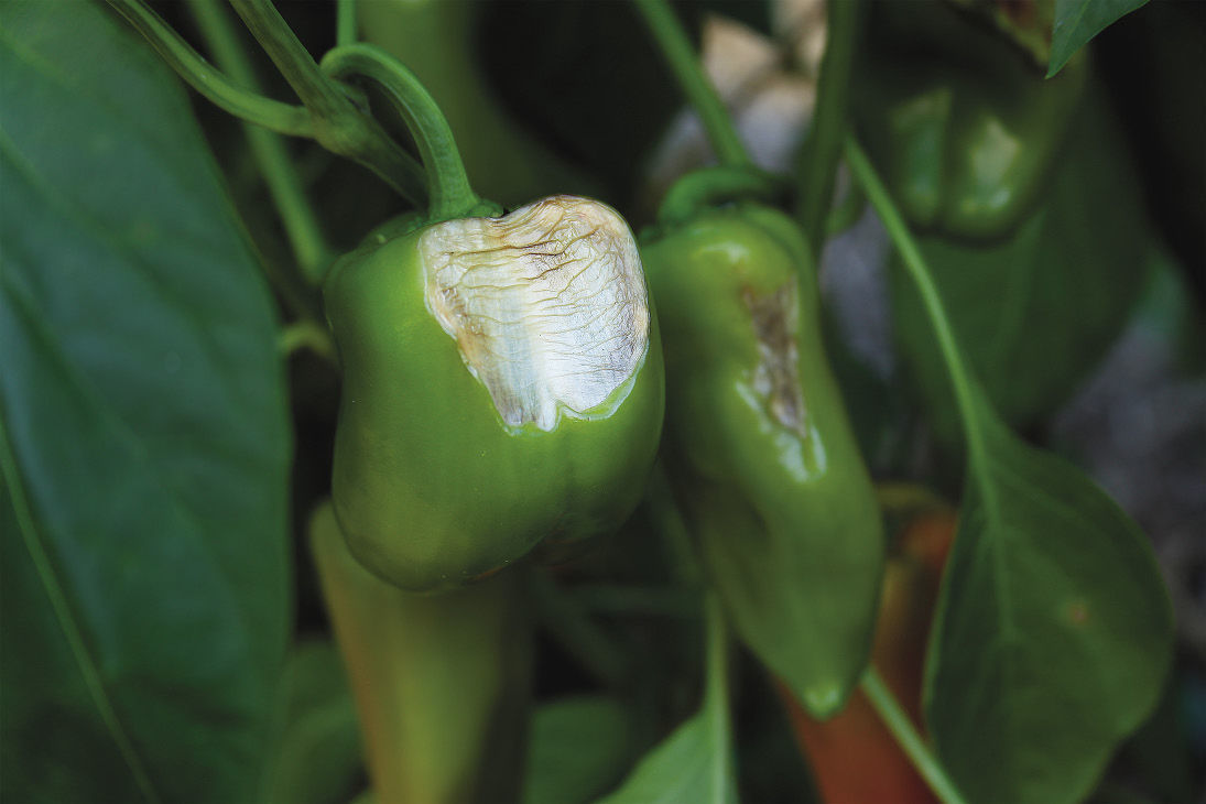 Sunscald on a pepper