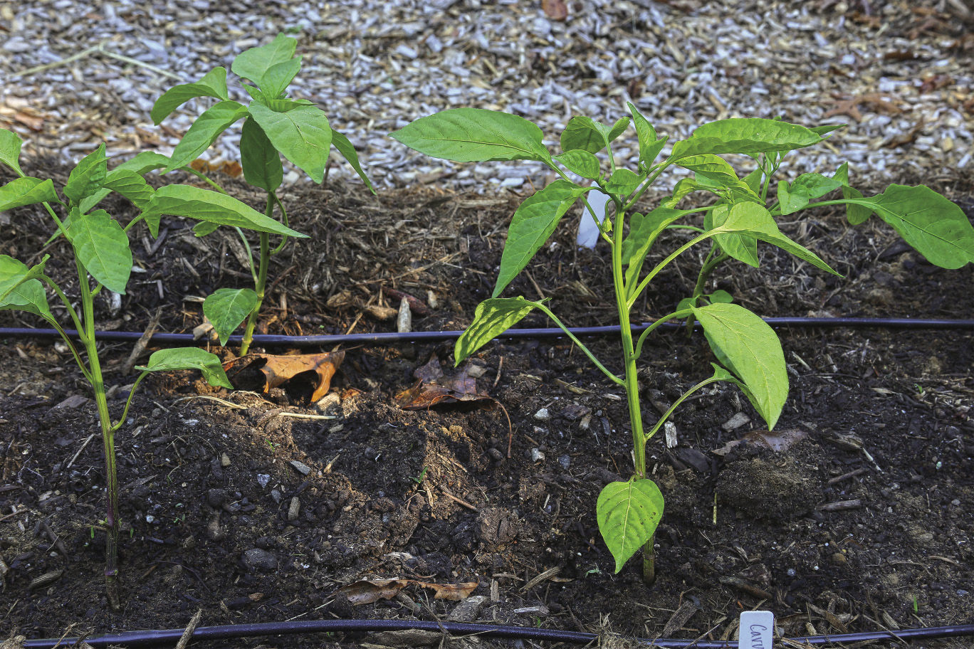 pepper plants with drip irrigation