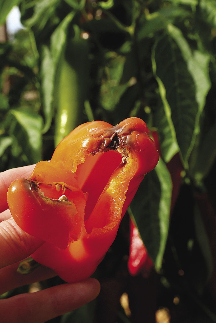 close up of a pepper with blossom end rot