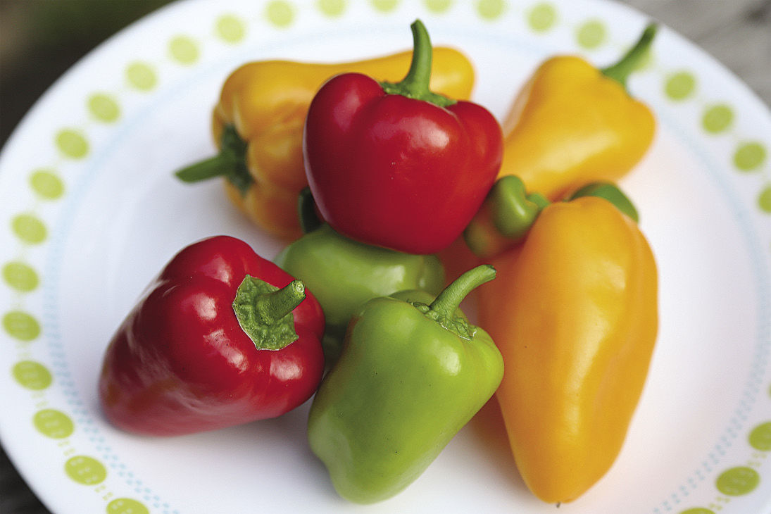 How to Grow Bell Peppers - FineGardening