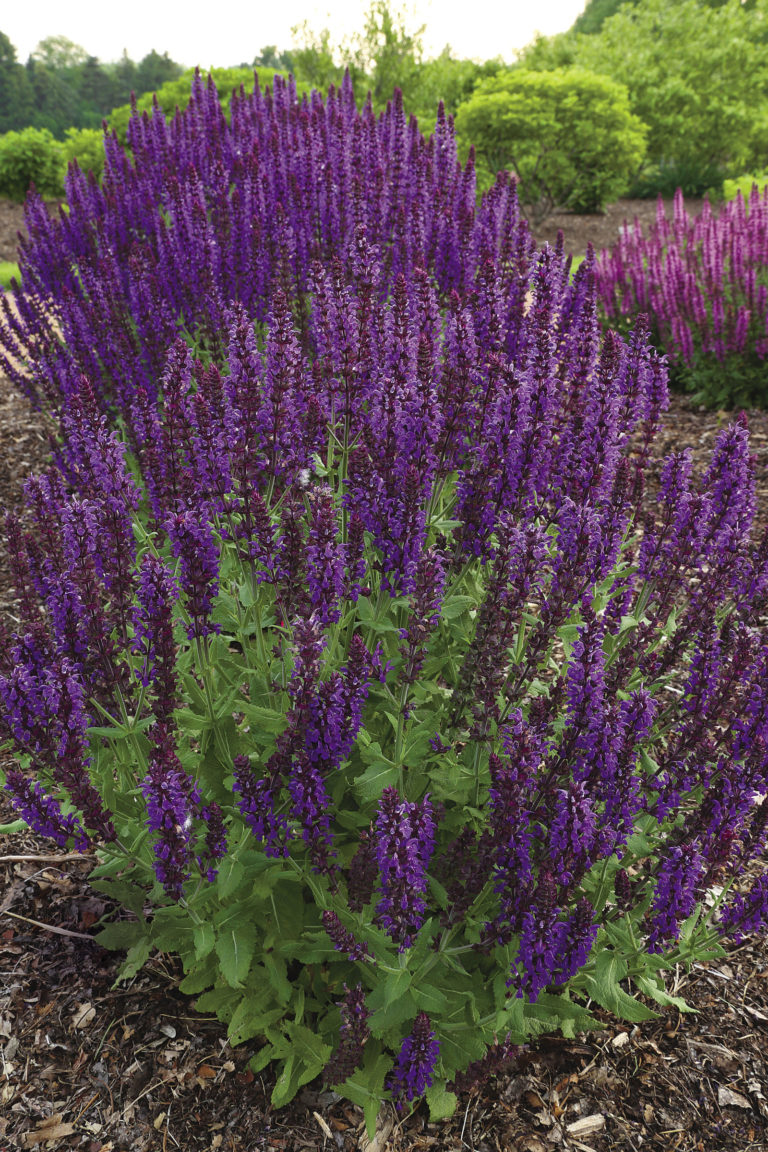 Salvias That Won’t Let You Down - FineGardening