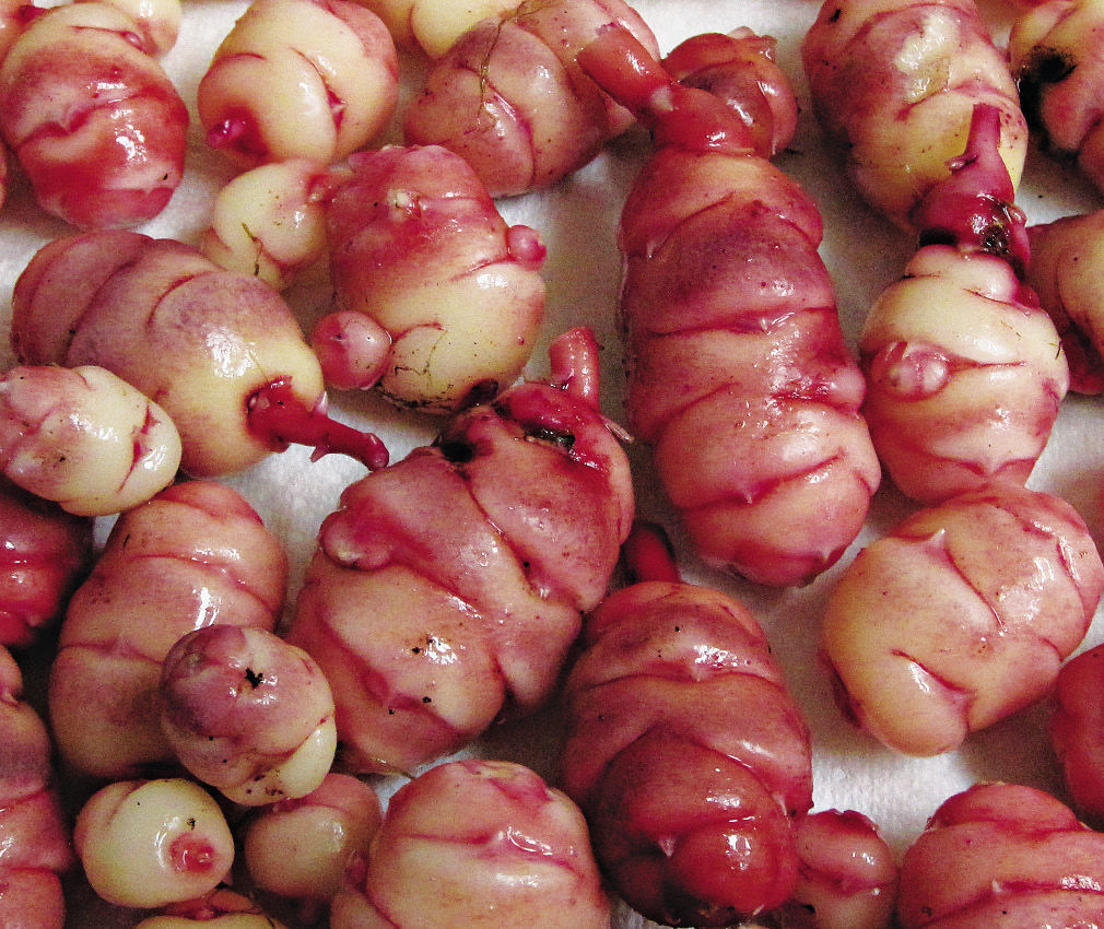 Cooked Oca