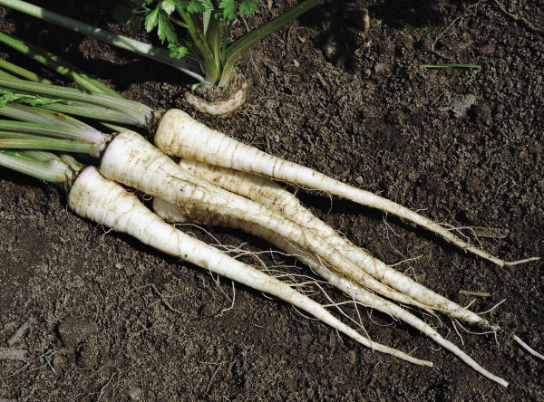 white root vegetable looks like a carrot