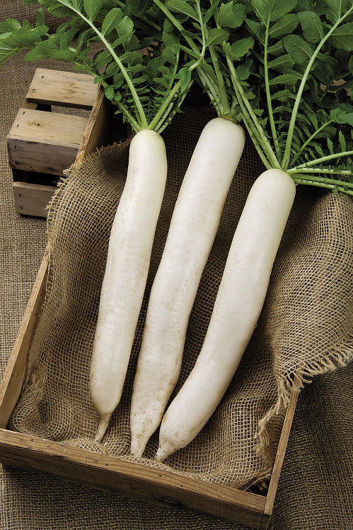 white root vegetable looks like a carrot