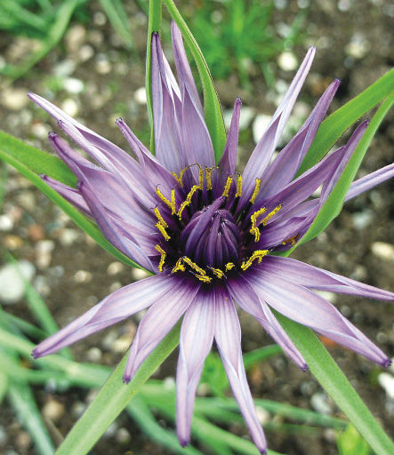 Salsify flower