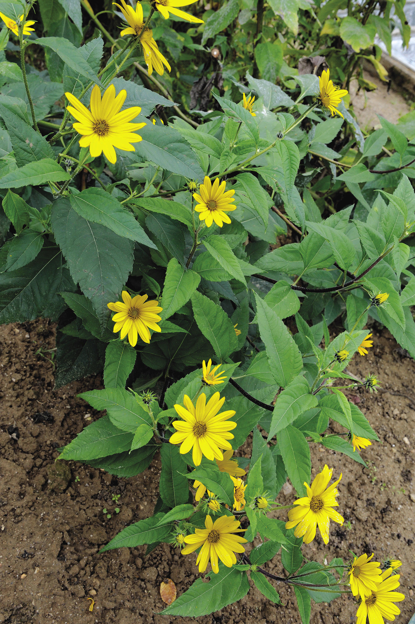 Yellow flowers of the Jerusalem artichoke