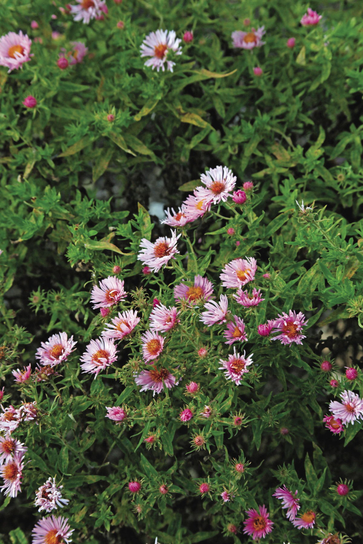 Awesome Asters - Fine Gardening