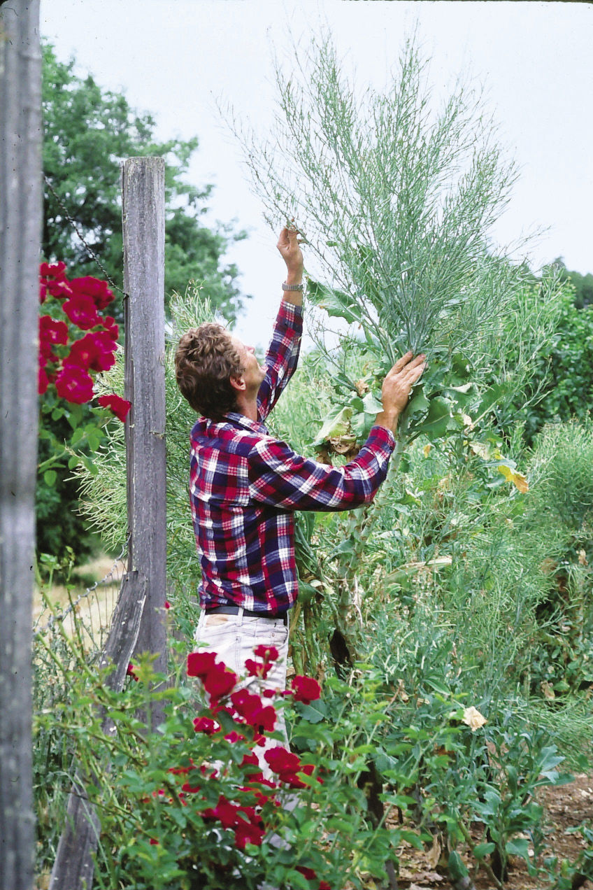 Man reaching up and touching a tall plant in the garden