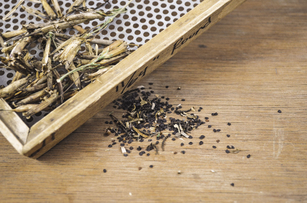 using a fine-gauge colander to screen the seeds and separate them from the chaff