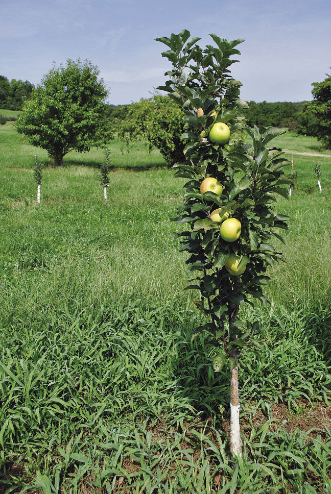 Expert advice about Growing Golden Delicious Apple Trees