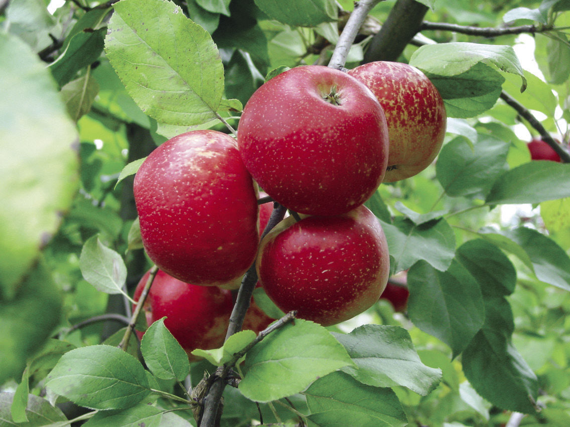 Apple Varieties for Delicious Homegrown Apples